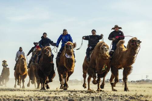 Mongolian camel winter festival