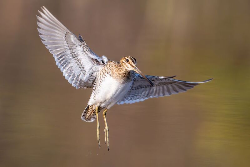 Бекас, или барашек (устар.) — Gallinago gallinago. фото превью