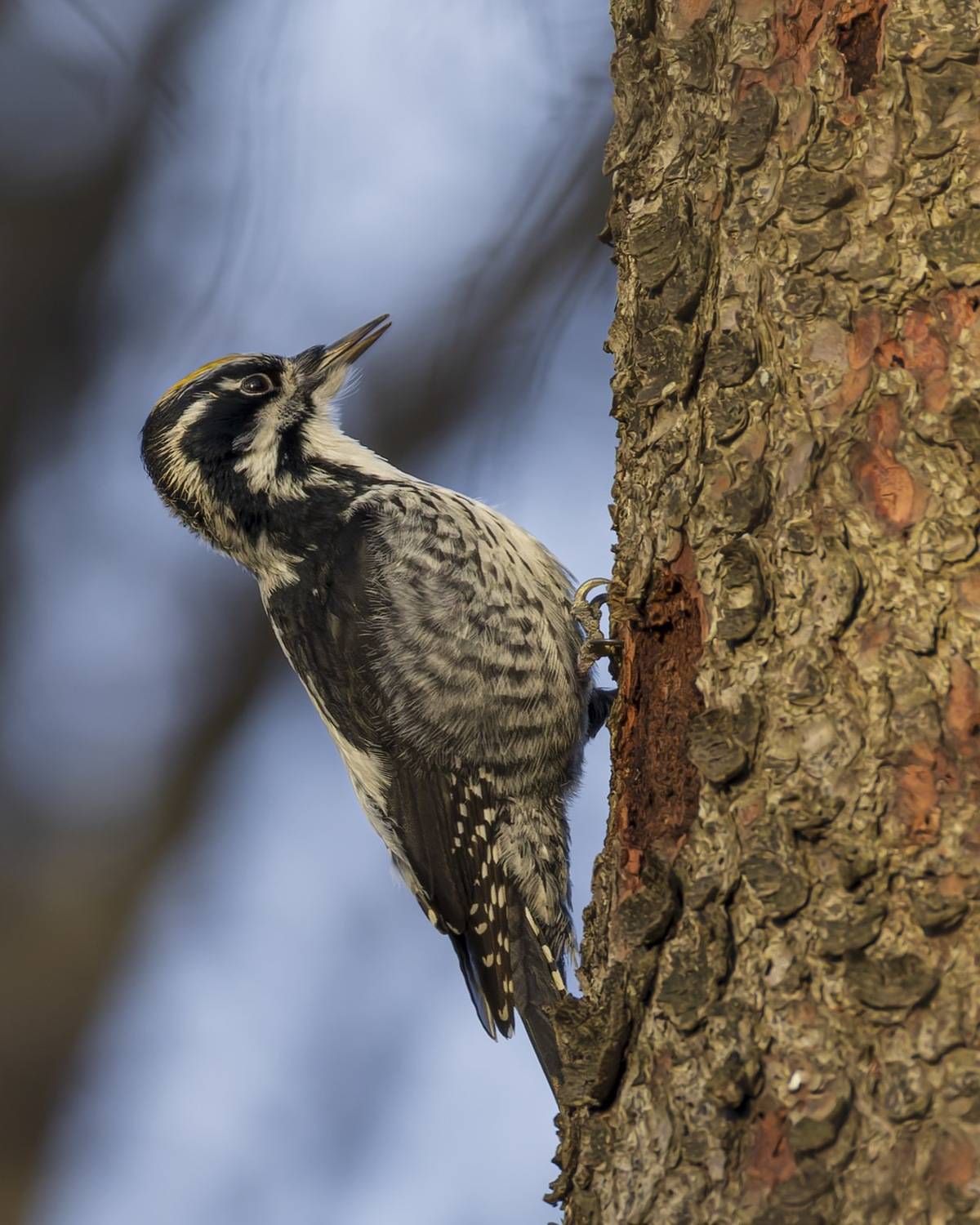 трехпалый дятел, дятел, птицы, Руслан Pl