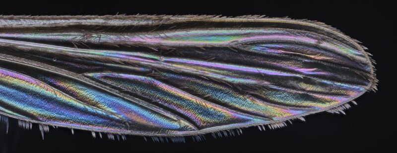 Mosquito wing фото превью