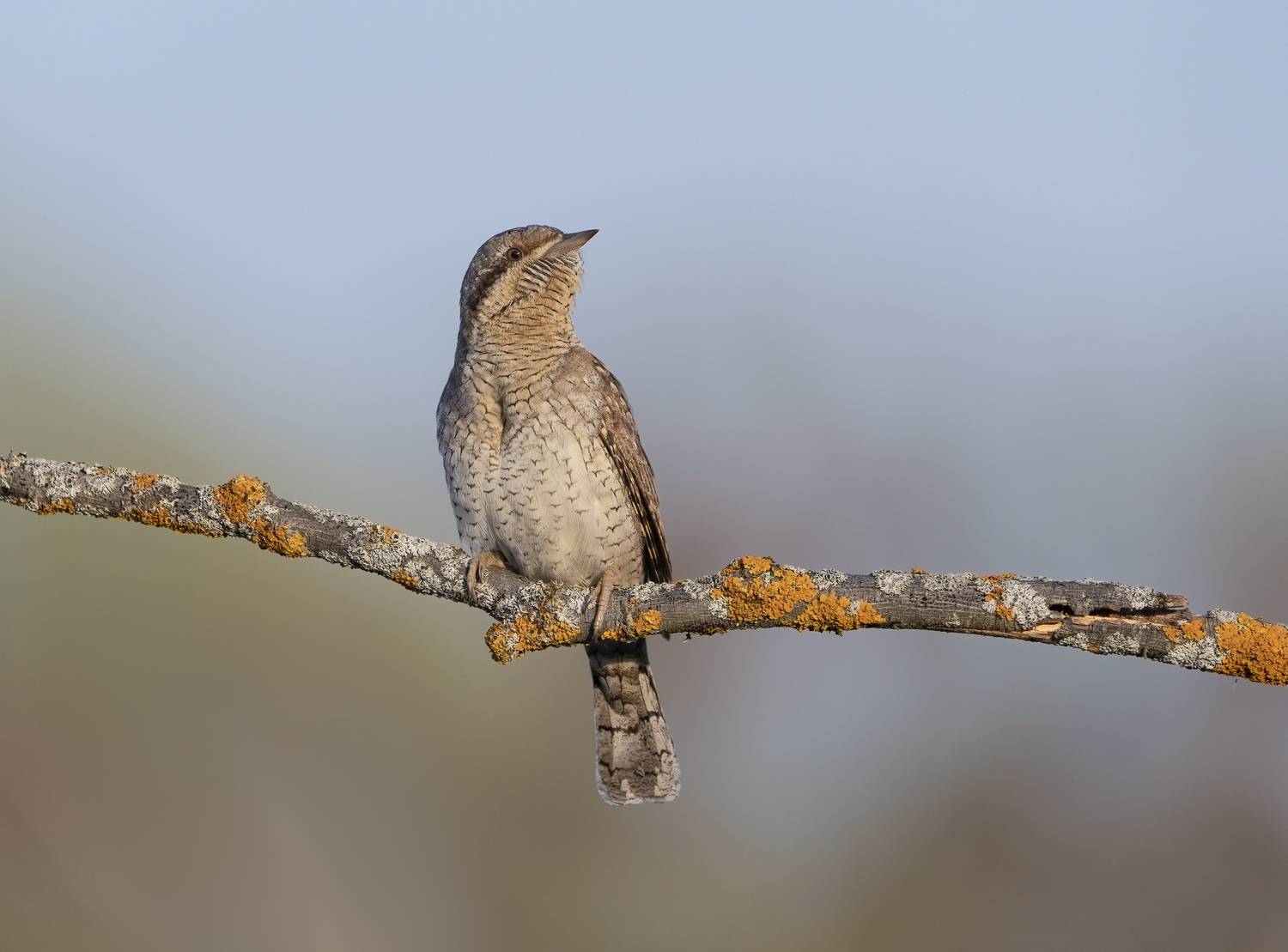 птицы,природа, весна, Андрей Киселёв