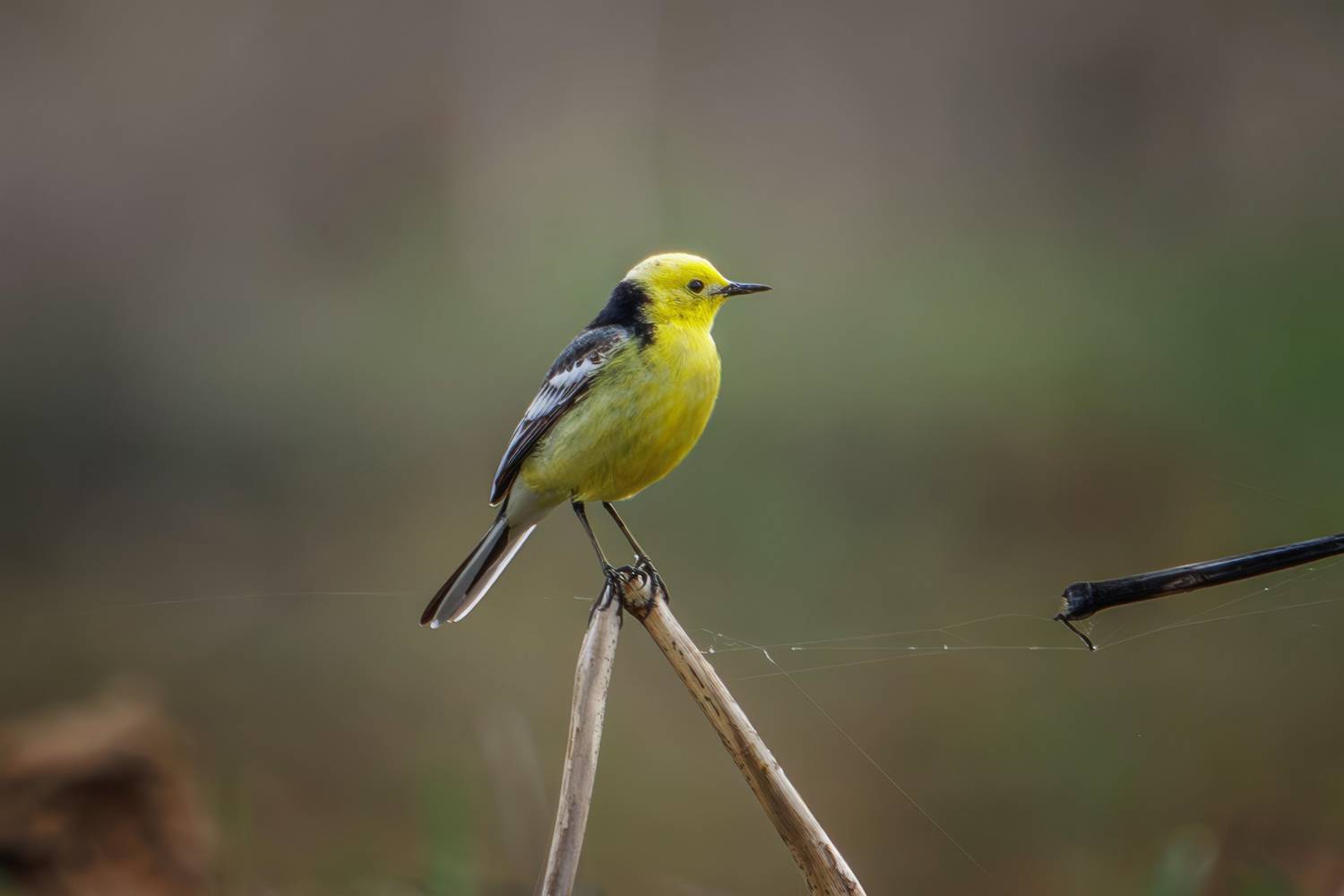 желтоголовая трясогузка, Морозов Сергей