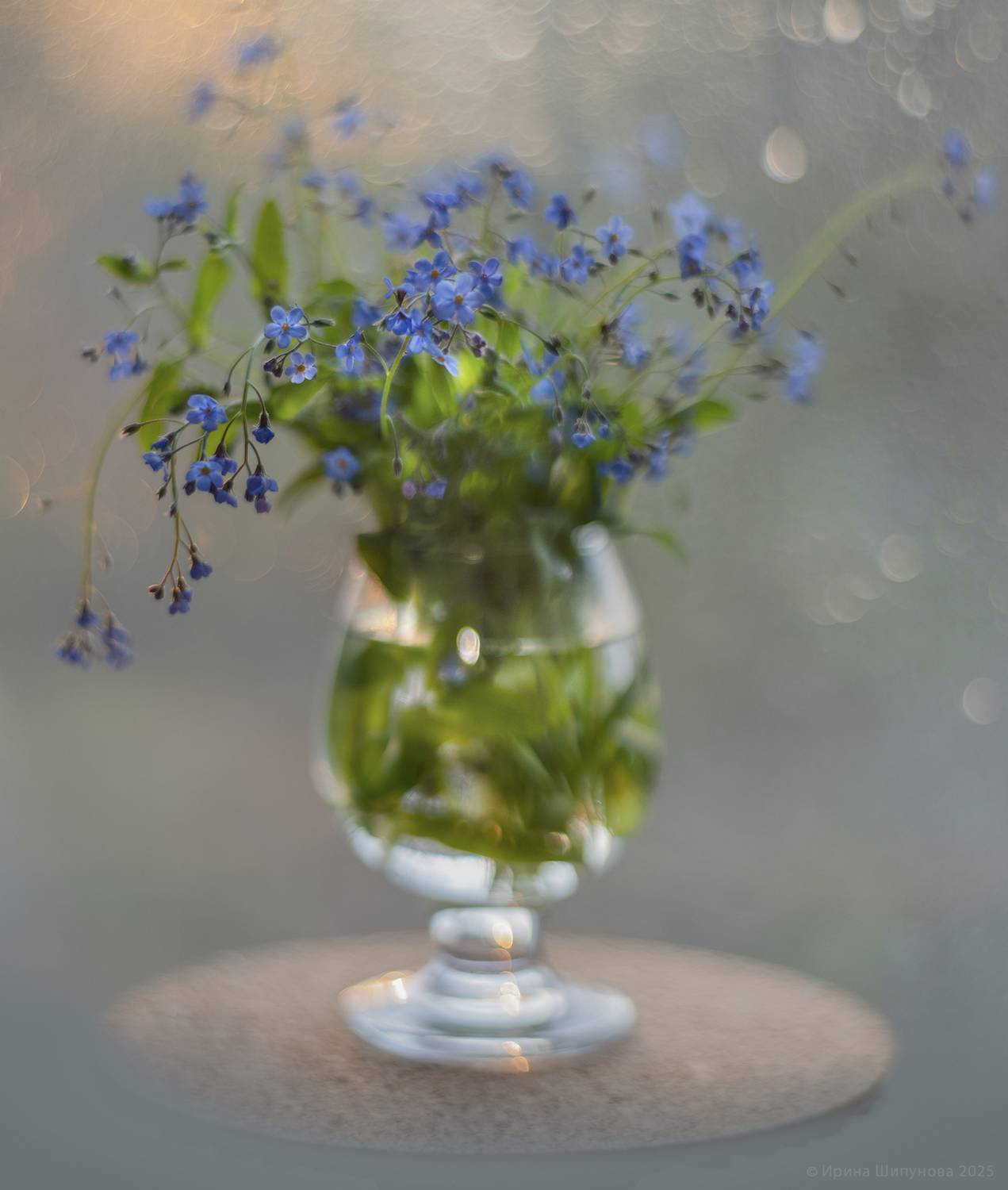 , Шипунова Ирина