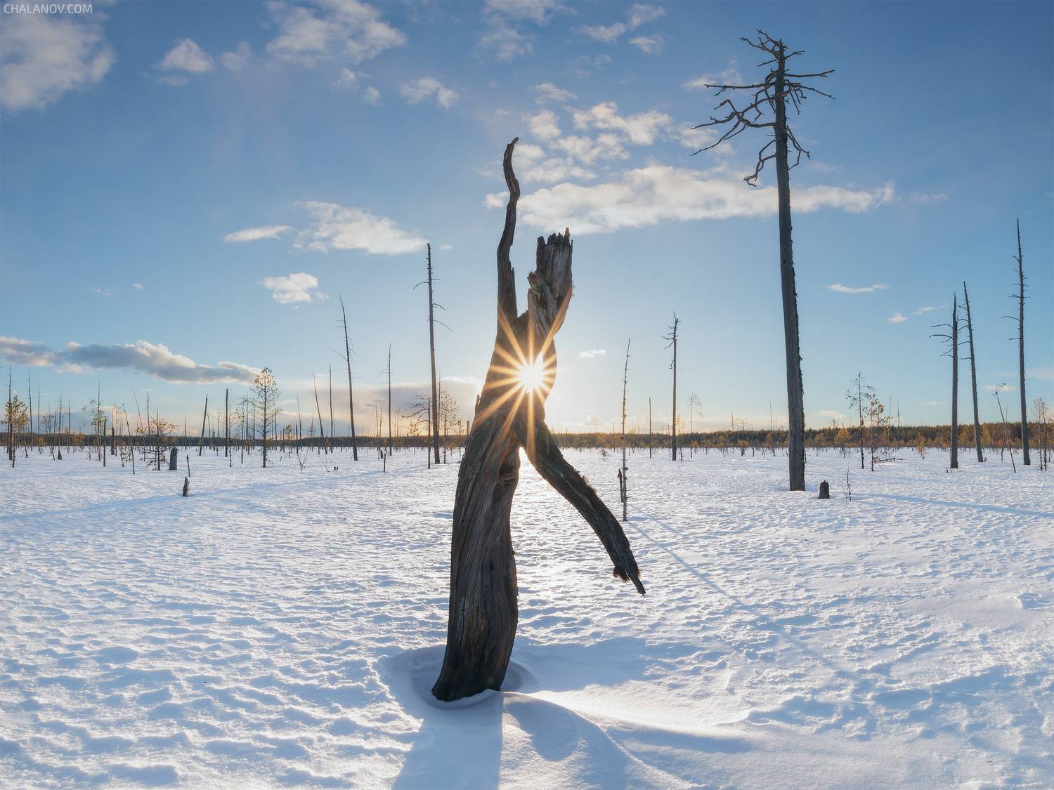 пейзаж, весна, закат, солнце, снег, север, болото, сосны, Иван Чаланов