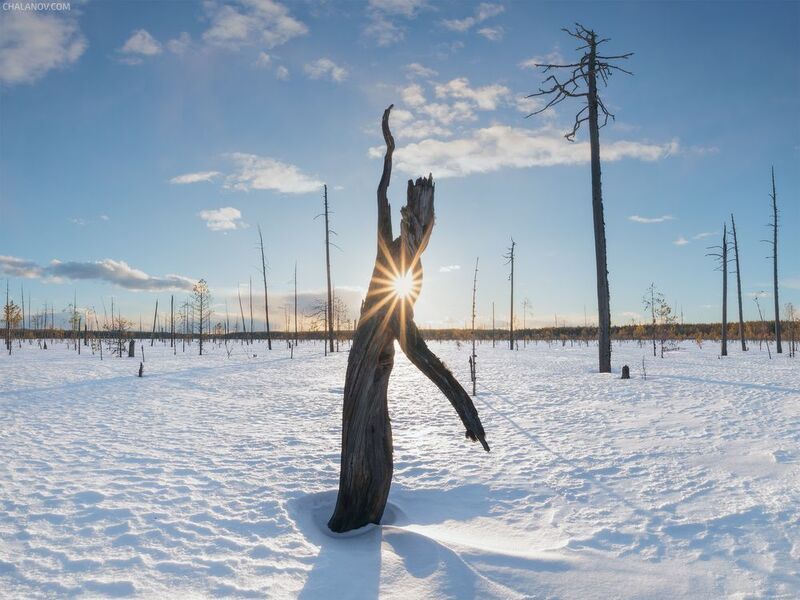 пейзаж, весна, закат, солнце, снег, север, болото, сосны Легенда о Зарни Ань фото превью