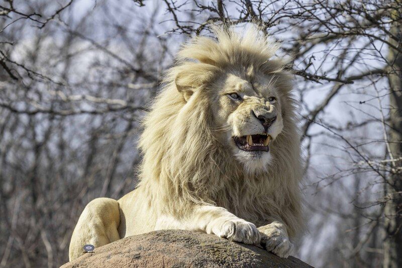 Lion фото превью