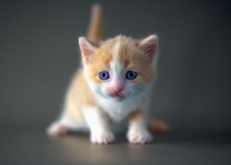 Плюшевое Солнышко  (✿◠‿◠) фото превью