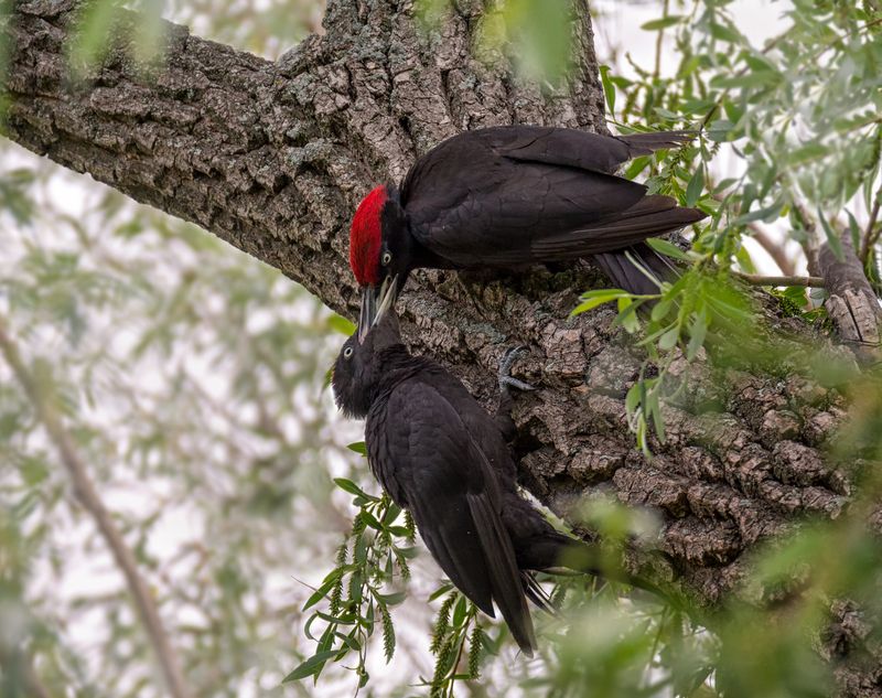 птица, дятел, желна, лес, Желна (3 ФОТО) фото превью