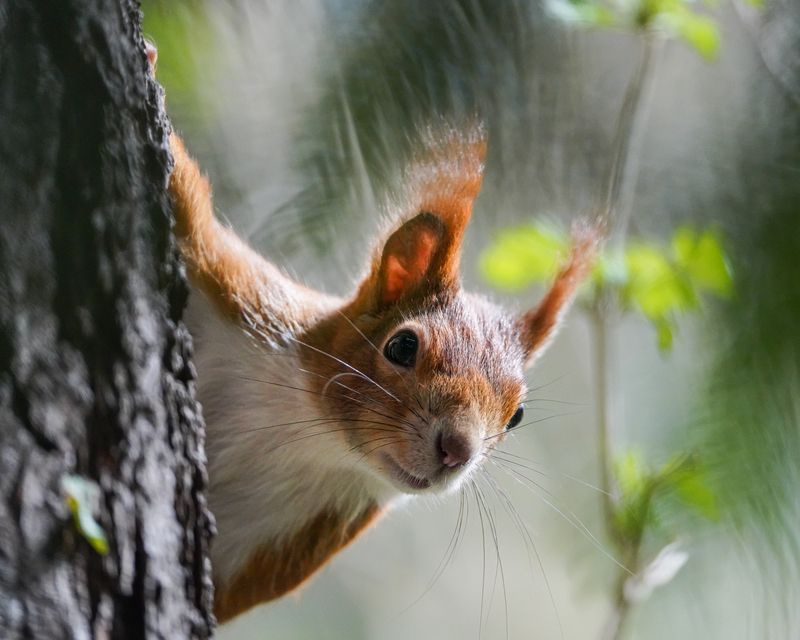 белка squirrel Привет фото превью