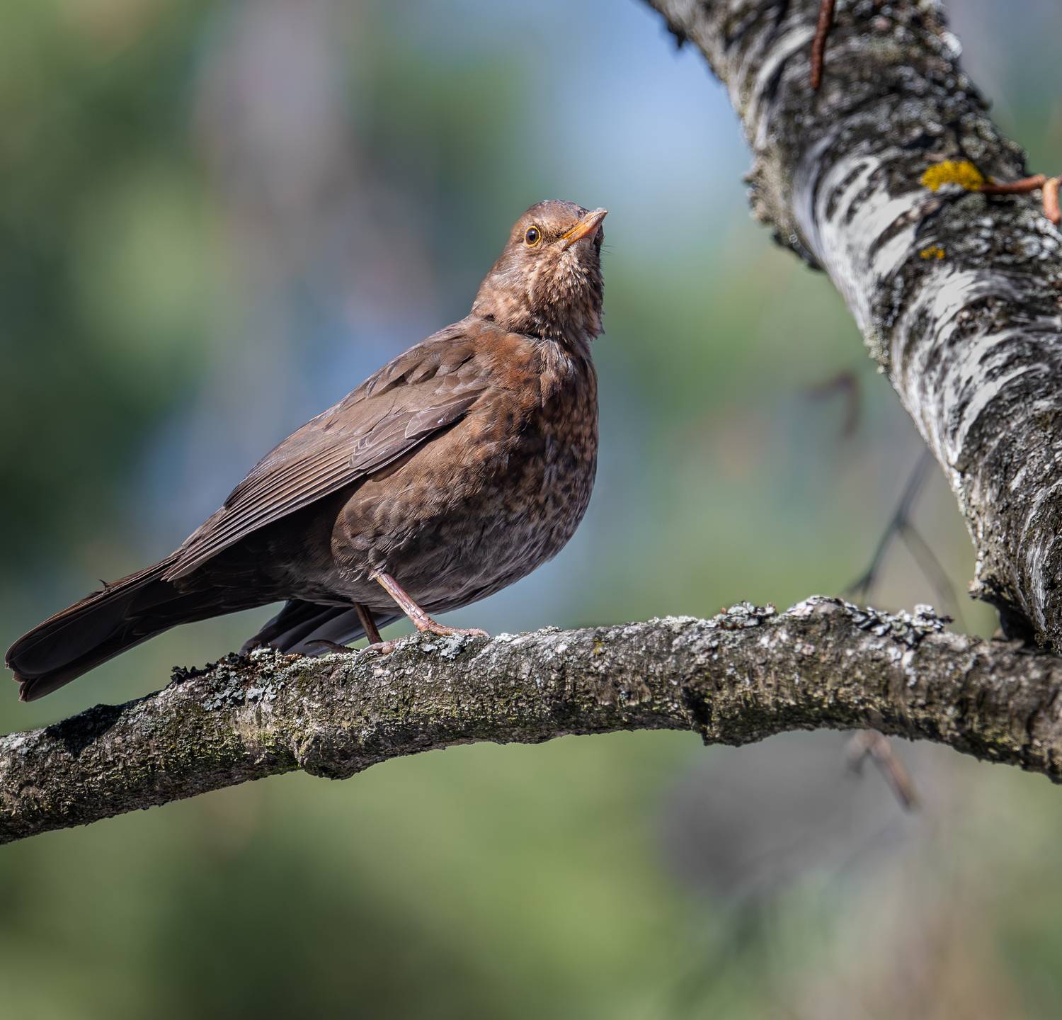 , Курлянцев Алексей