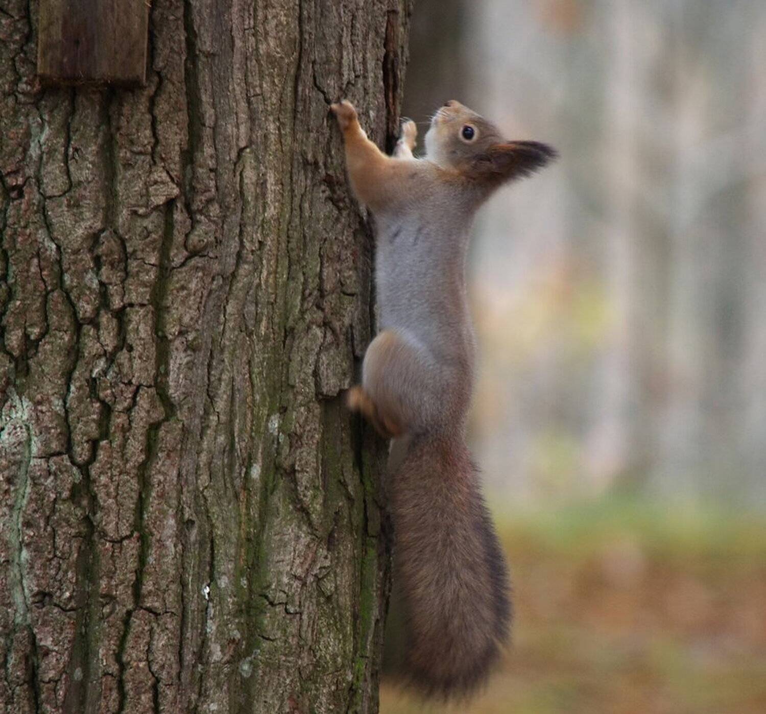, Сергей Клапишевский