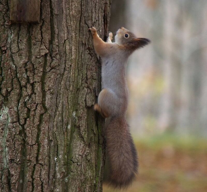 Вот и я нашел ....свою белочку.... фото превью