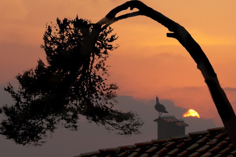 Одинокий призыв фото превью