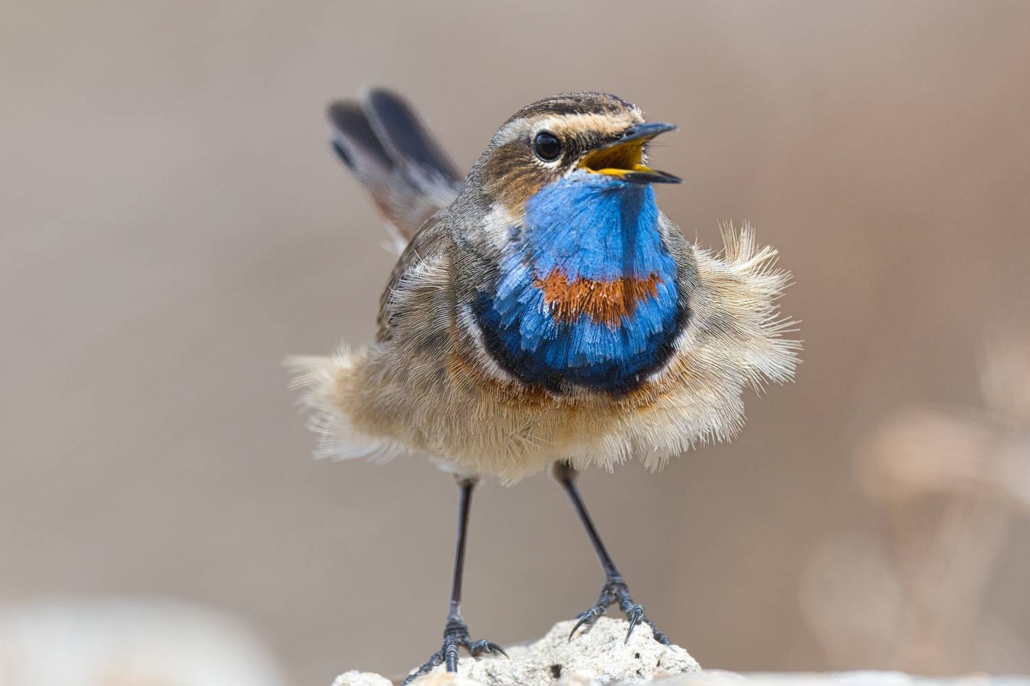 , Большаков Алексей