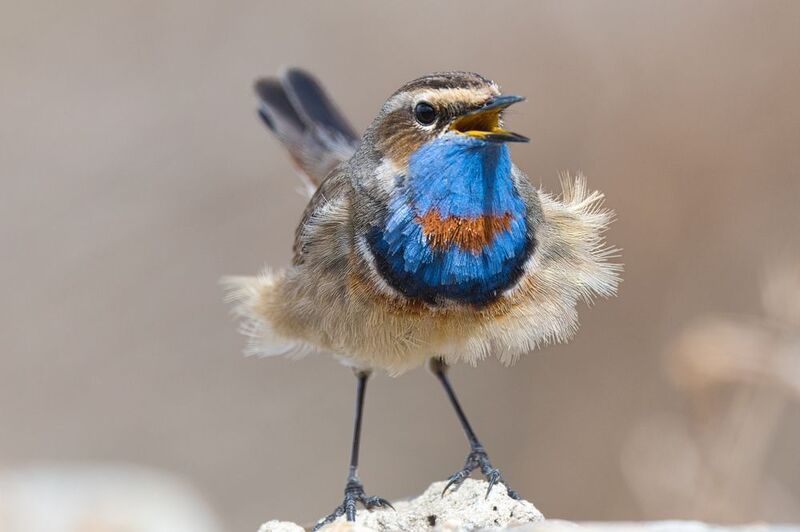 Варакушка фото превью