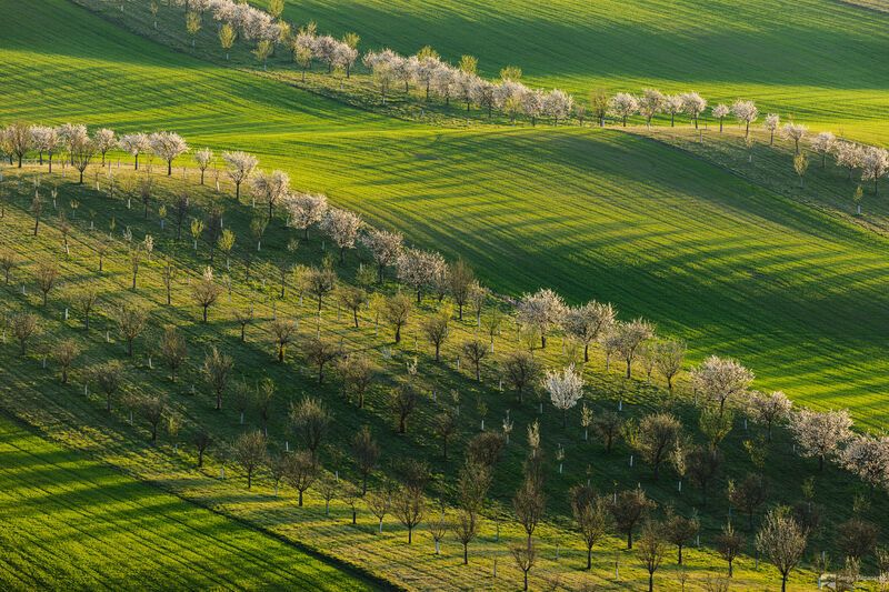 Bio Belts фото превью