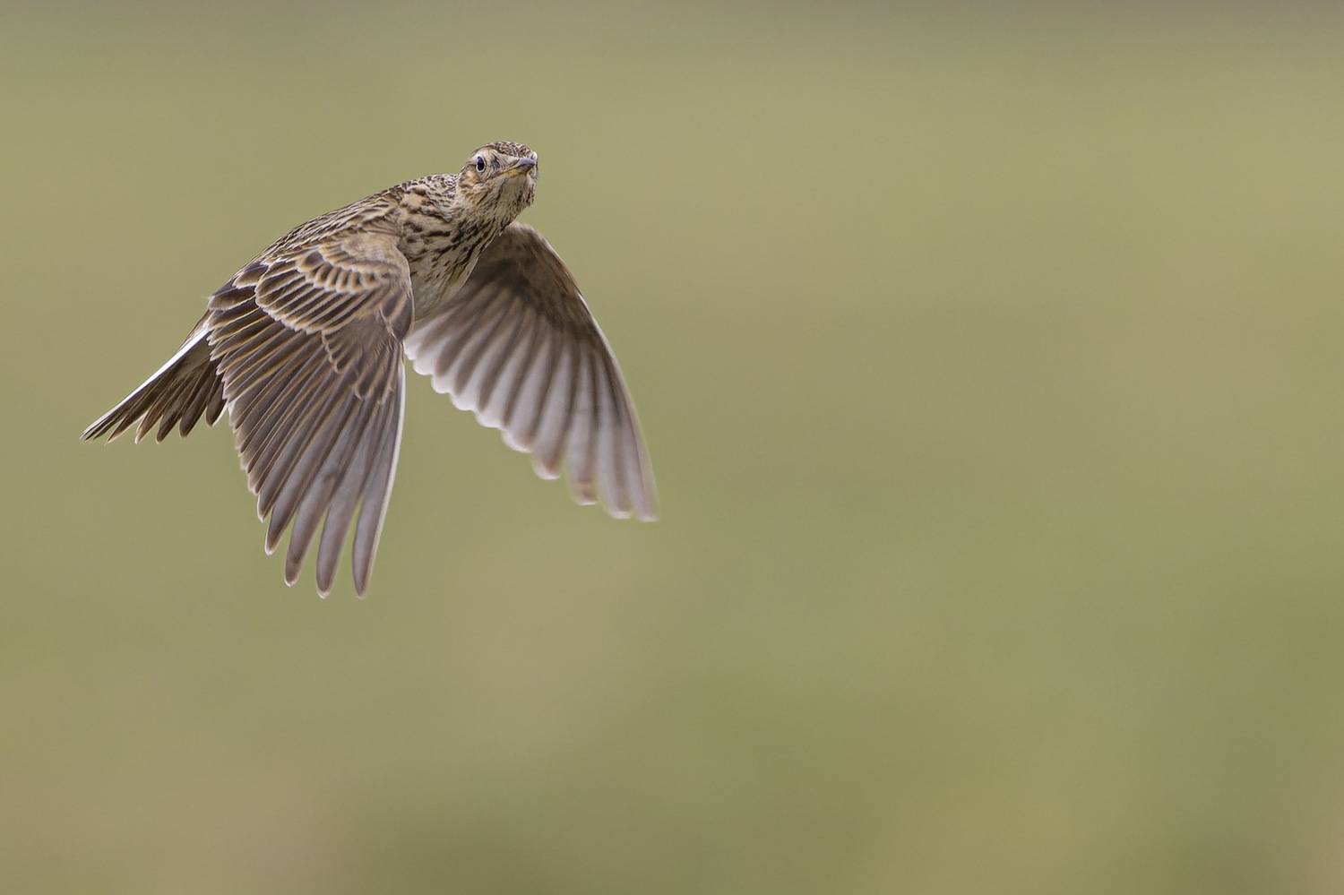 полевой жаворонок, птицы, жаворонок, Руслан Pl