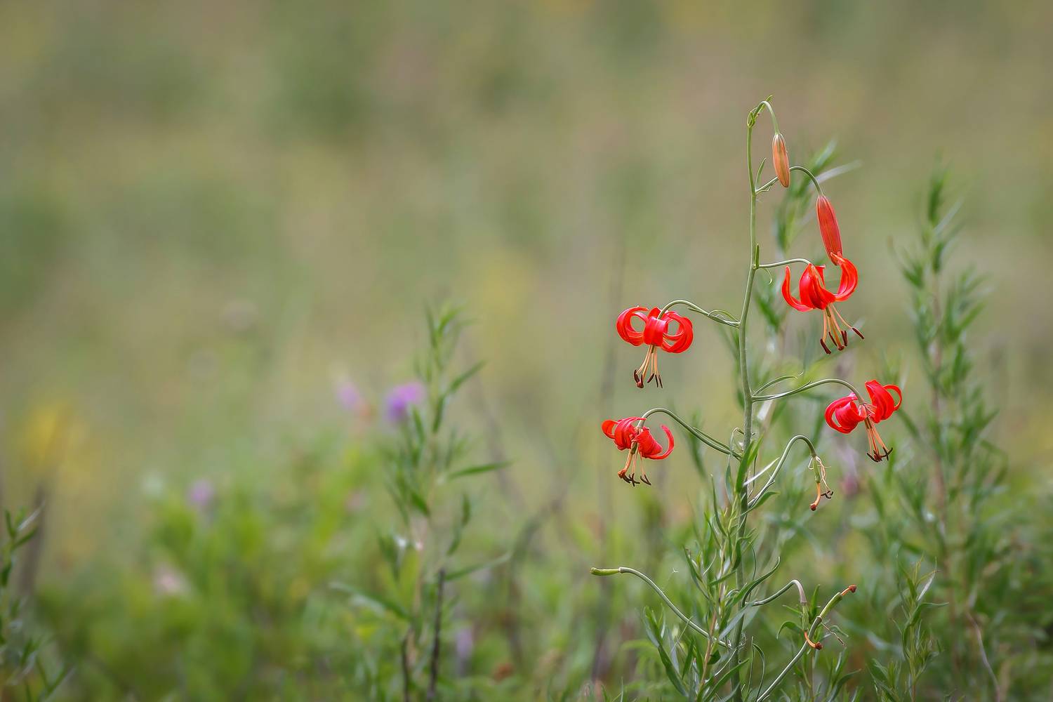 забайкалье, забайкалье, забайкальский край, сибирь, цветы, полевые цветы, лилии, цветущая степь, степь, Zakharov Armen
