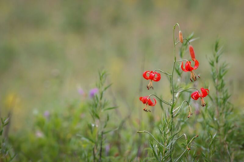 Лилии фото превью