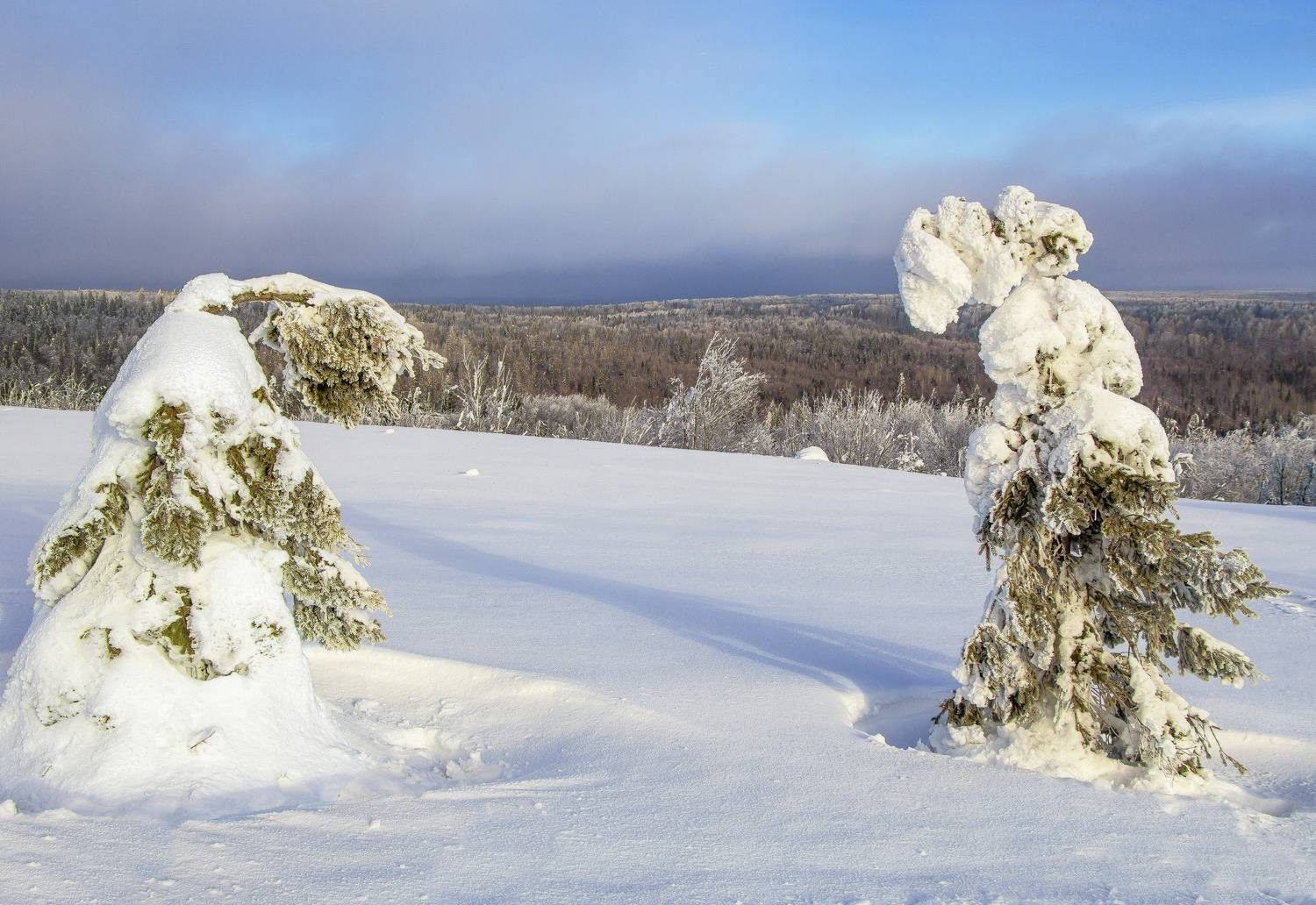 Белая гора, зима, деревья, галина новинская