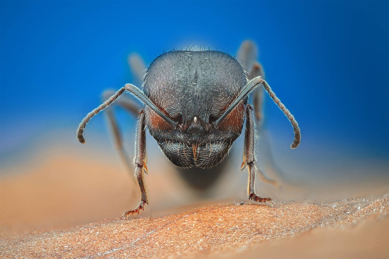 ceclii, macro, Ganev Tsvetan