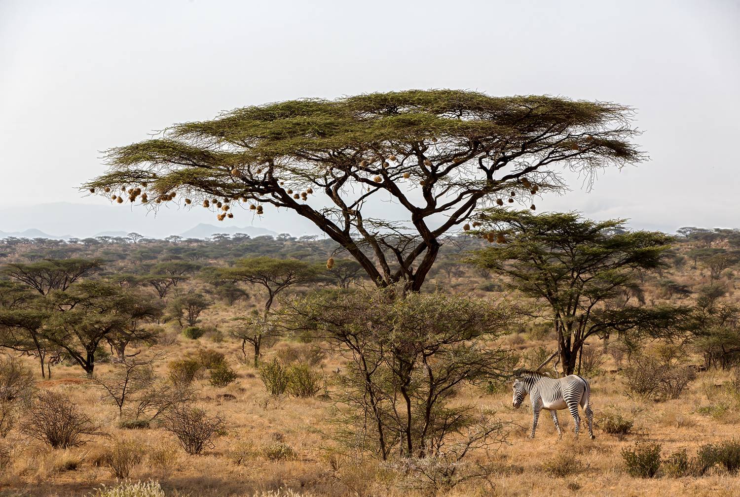 , Vorobeychik Vladimir