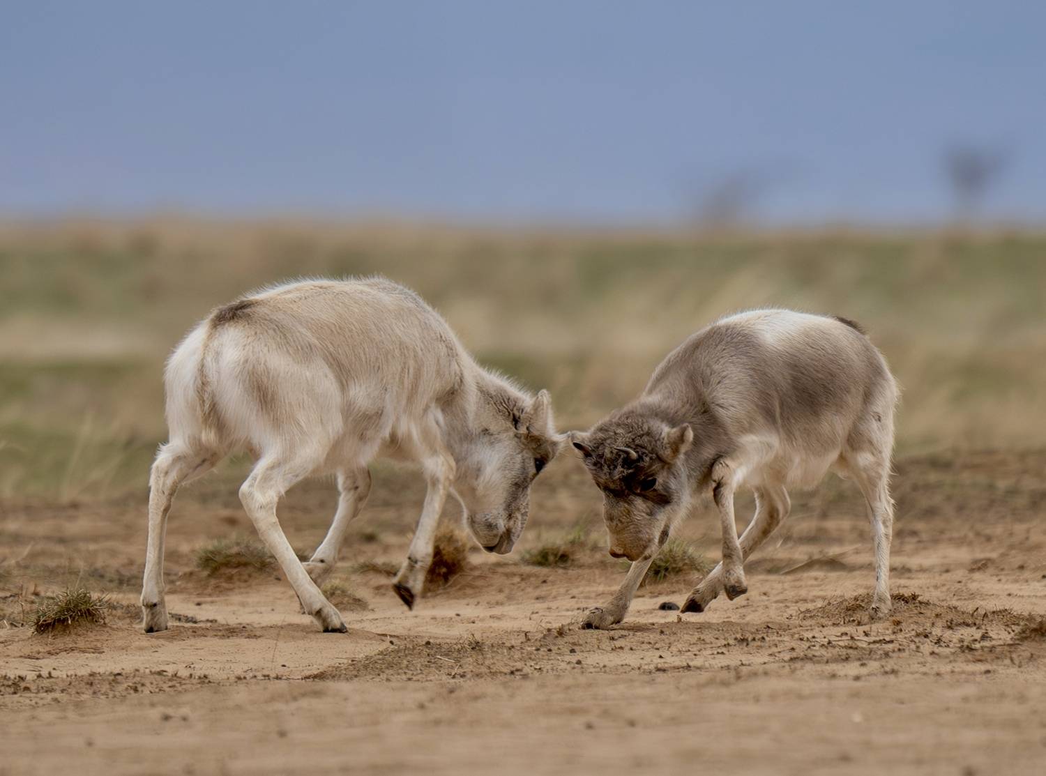 , Владимир Цветов