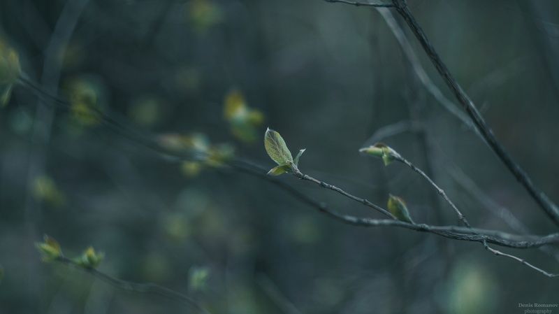 природа, лес, весна, макро, nature, spring, macro, forest  фото превью
