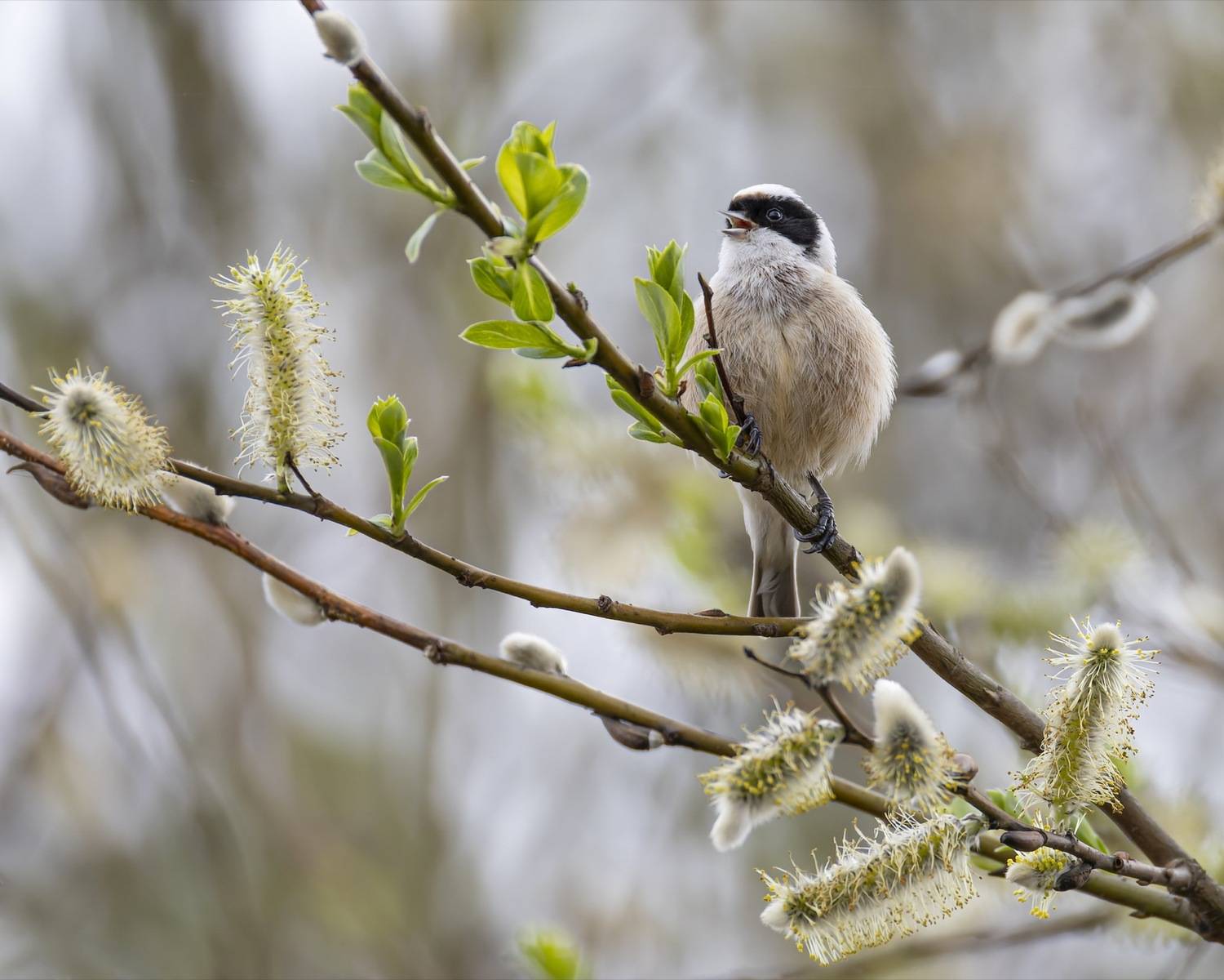 ремез, птицы, Руслан Pl