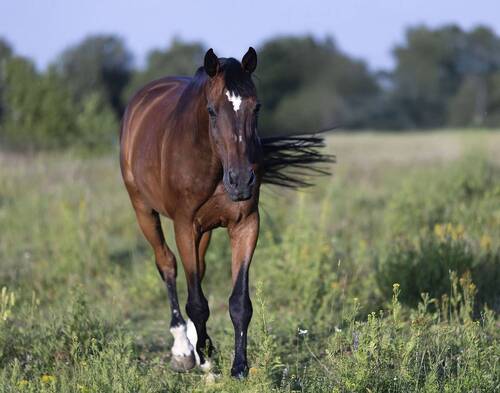 Зов просторов