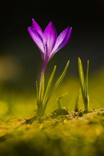 Crocus