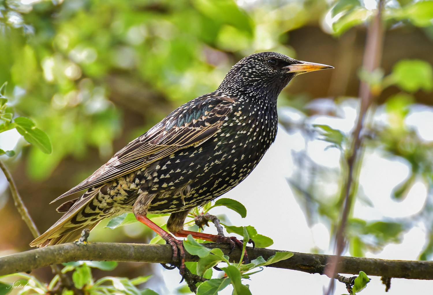 , Наталья Екимова