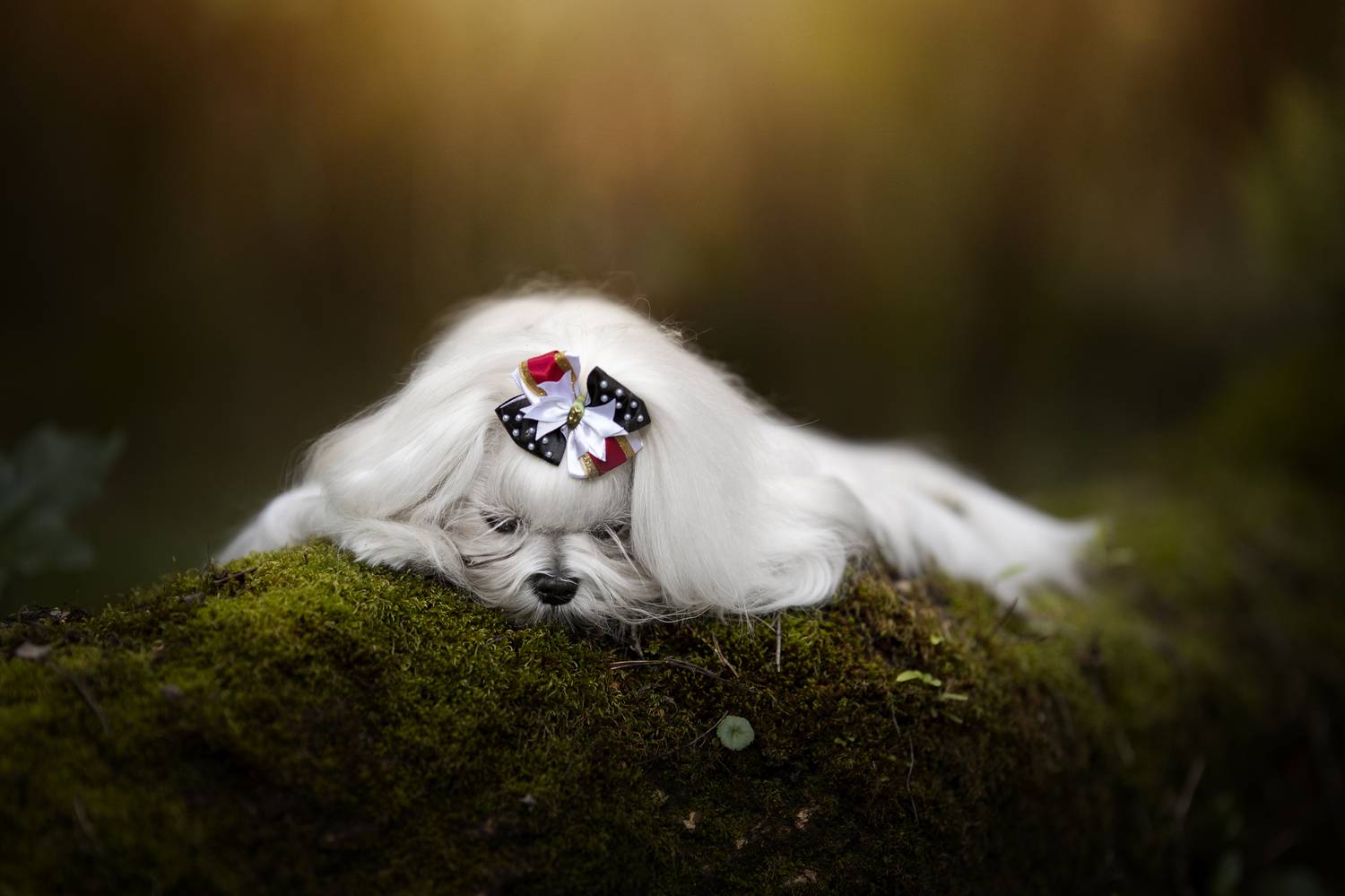 maltese,malt&ecirc;s,dogs,pets,motion,autum,flowers,natural,light,photography,park,florest,animal,sleeping,pose,portrait,grooming, Alexandre Marques