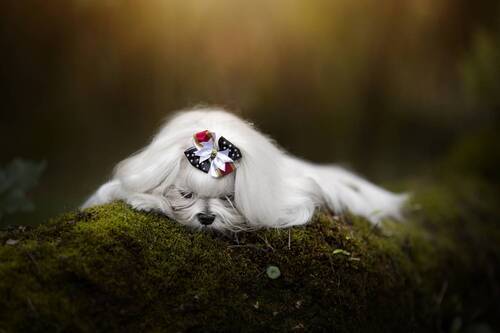 Sleeping Beauty