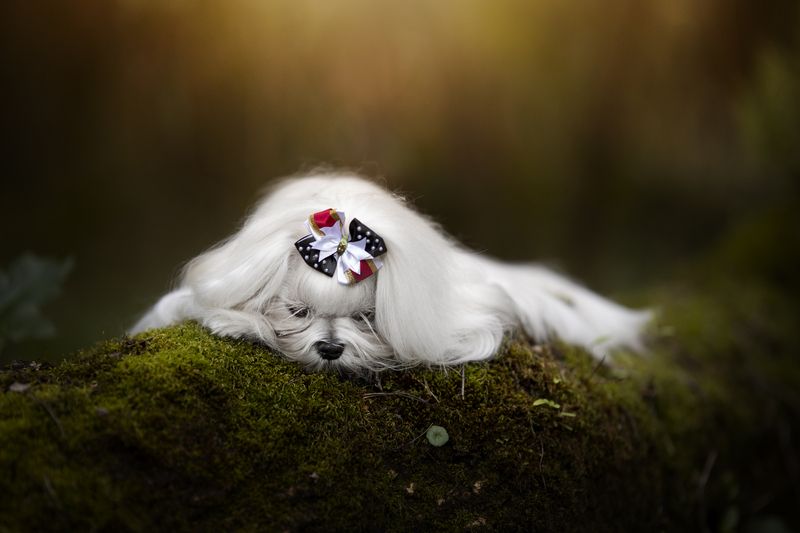 maltese,maltês,dogs,pets,motion,autum,flowers,natural,light,photography,park,florest,animal,sleeping,pose,portrait,grooming Sleeping Beauty фото превью
