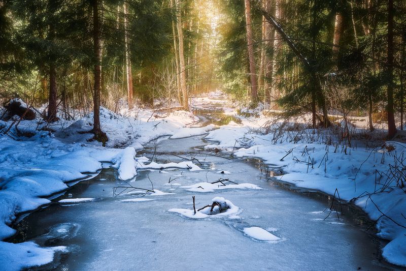 лес, снег, весна В весеннем лесу фото превью