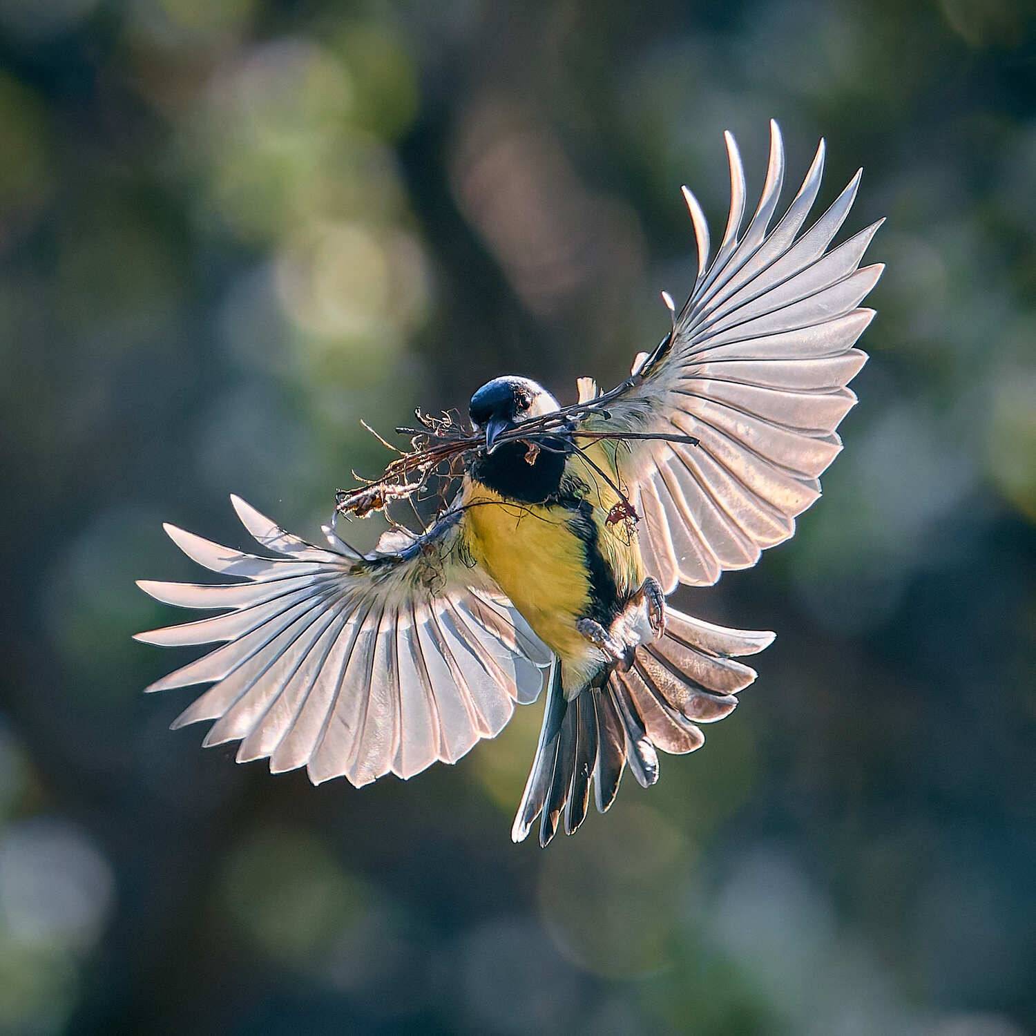 синица строит гнездо в полете носит веточки, Mikhail Khmelevskiy