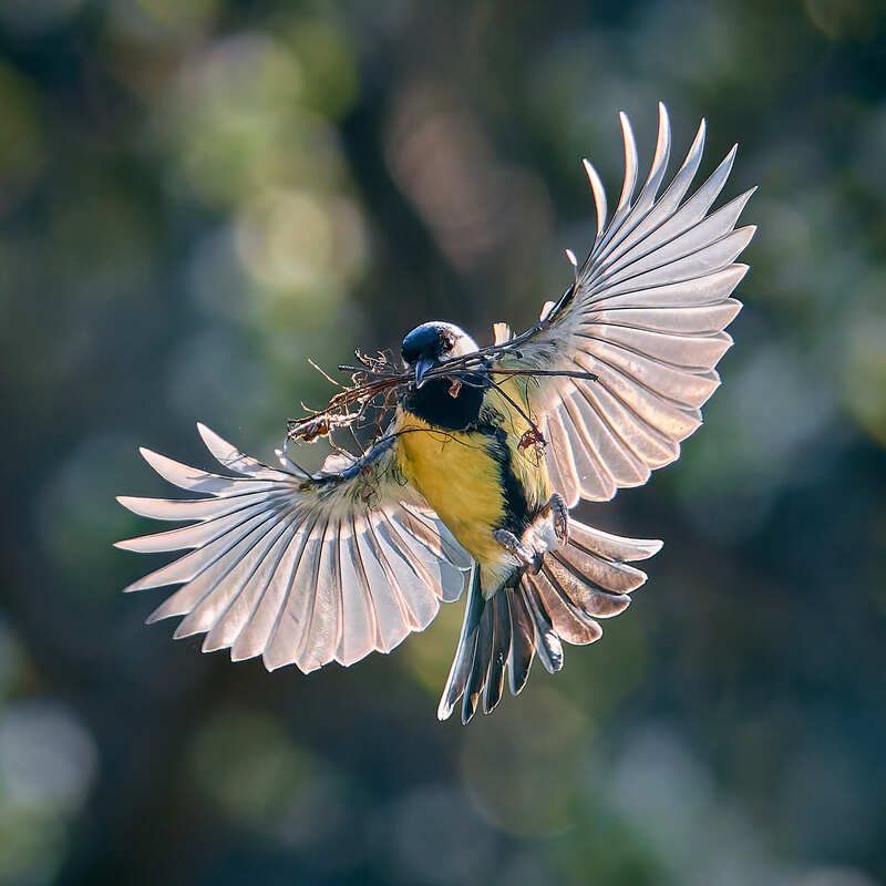 синица строит гнездо в полете носит веточки Дом начинается с веточки фото превью