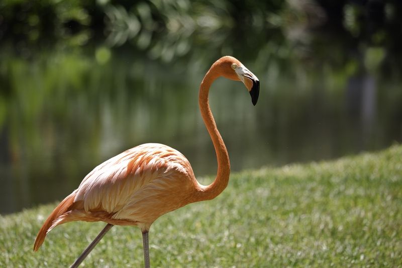 Flamingo in Florida, USA...Фламинго во Флориде, США фото превью