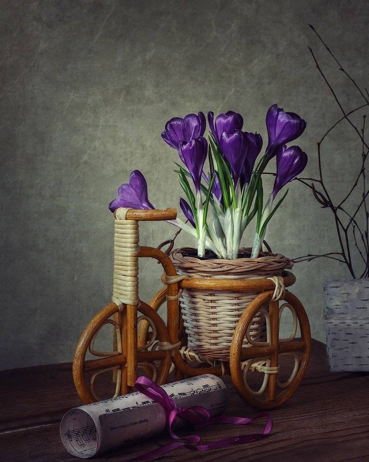 натюрморт, крокусы, ноты, велосипедик, березовая кора, березовые ветки, Ирина Приходько