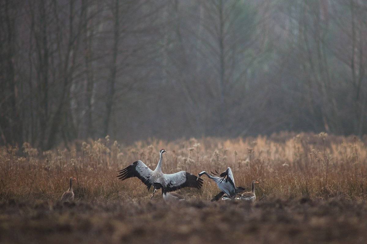 crane, gooses, wildlife, dance, dancing, breakdance, birds, Wojciech Grzanka
