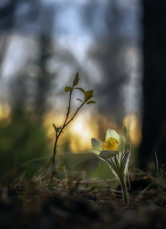Вы, не подскажите, а Весна уже пришла ? фото превью
