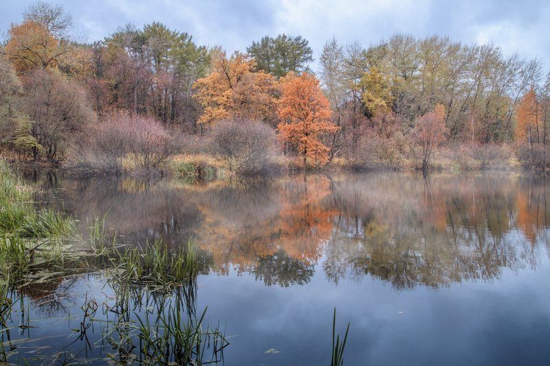 осень, пруд, туман Осенний пруд фото превью