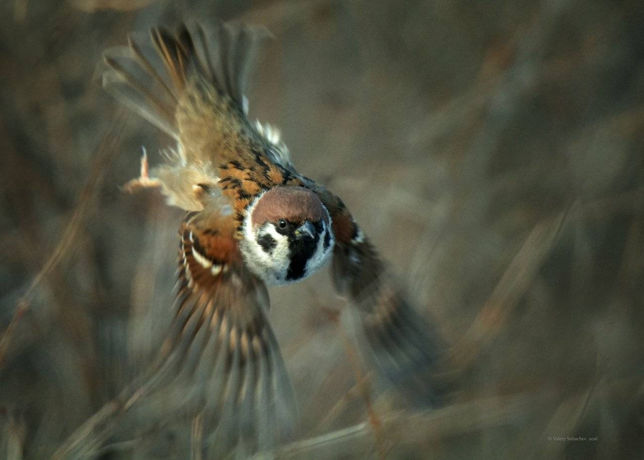 , Валерий Субачев