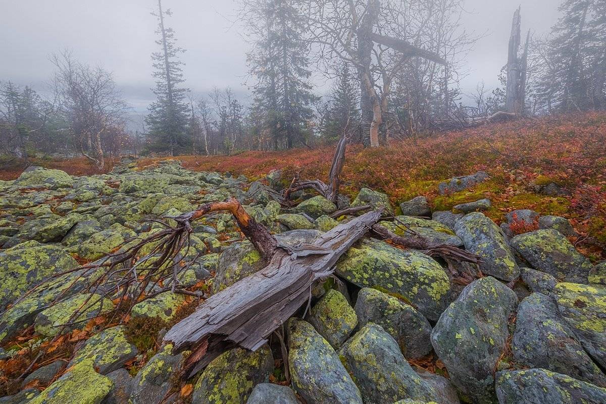 урал, камень, курумник, туман, горы, осень, Кирилл Уютнов