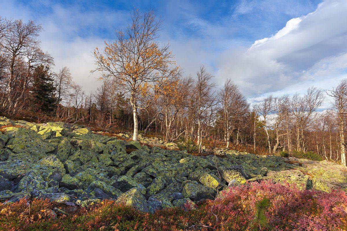 Береза, Голубика, Горы, Камень, Курумник, Мох, Осень, Урал, Кирилл Уютнов