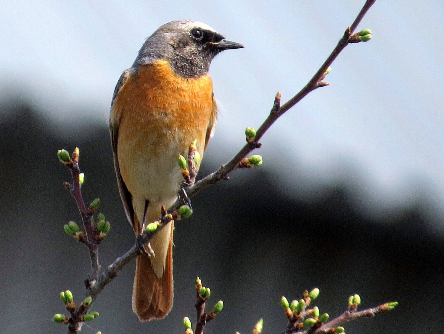 листопад, Наталья Неверова