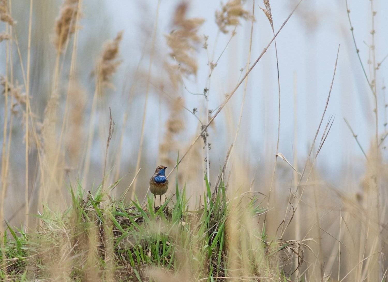 животные, птицы, варакушка, animals, birds, wildlife, Дмитрий
