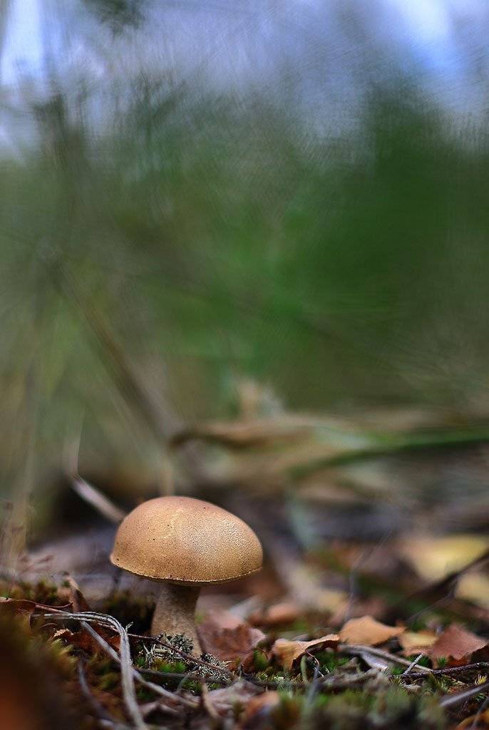гриб,подберезовики,коричневый, молодое,растение, макро, трава, мох, почвы, зеленые, желтые, листья, ветки, осень,лес, пейзаж, природа,разноцветные,торфяно-болотные,иглы, продукты питания, семена,, Виктор