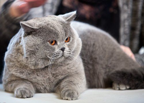 Картинки с выставки